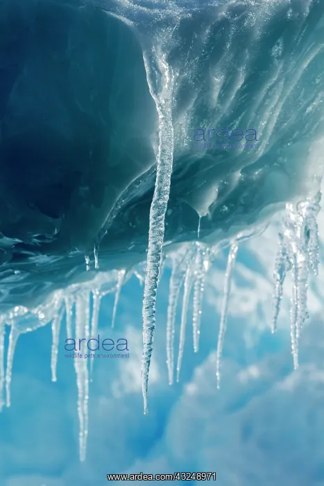 : Antarctica, Icicles hang from iceberg floating : Antarctica, Icicles hang from iceberg floating