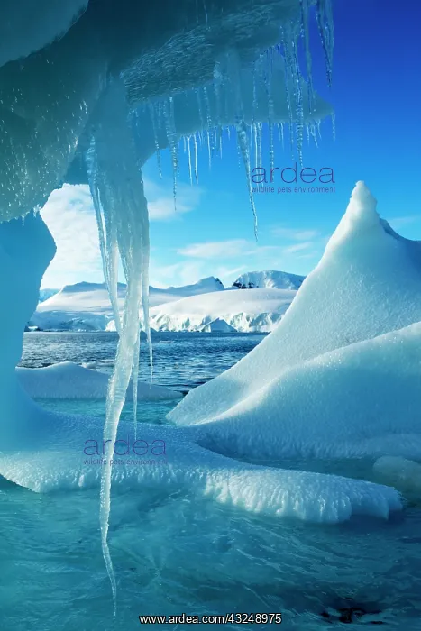 : Antarctica, Icicles hang from iceberg floating : Antarctica, Icicles hang from iceberg floating