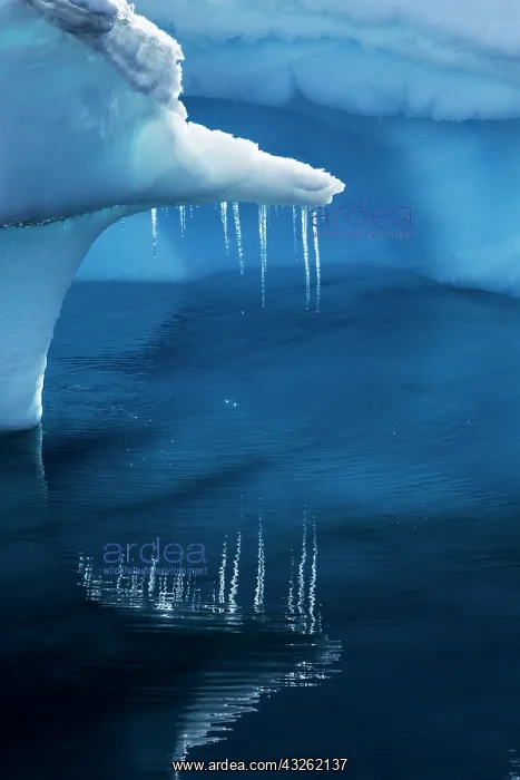  : Antarctica, Icicles hang from iceberg floating