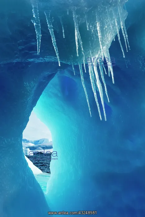 : Antarctica, Icicles hang from iceberg near : Antarctica, Icicles hang from iceberg near