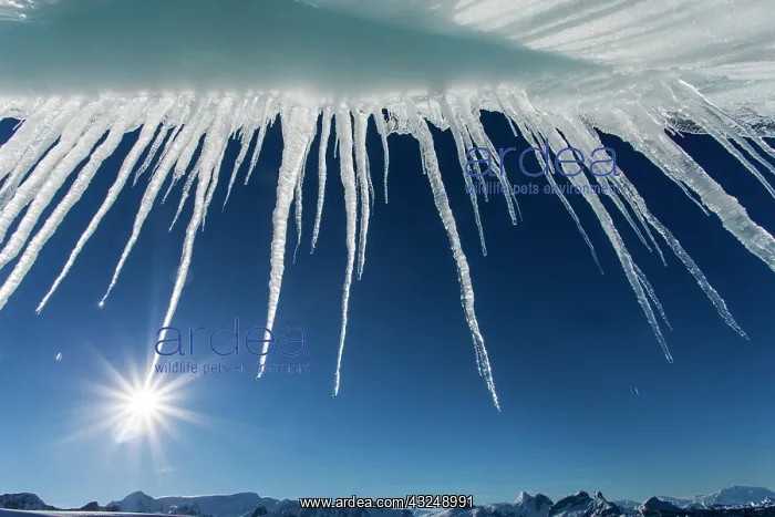 : Antarctica, Icicles hang from melting iceberg : Antarctica, Icicles hang from melting iceberg