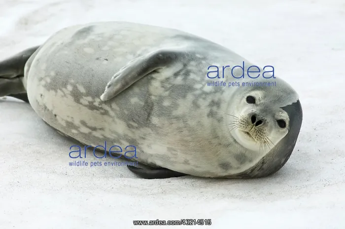 : Antarctica, King George Island. Weddell : Antarctica, King George Island. Weddell