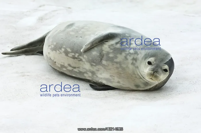 : Antarctica, King George Island. Weddell : Antarctica, King George Island. Weddell