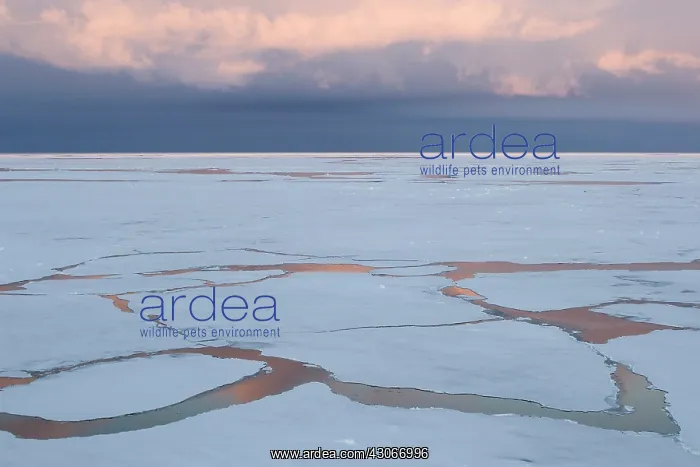 : Antarctica, Lazarev sea. Cracks in pack : Antarctica, Lazarev sea. Cracks in pack