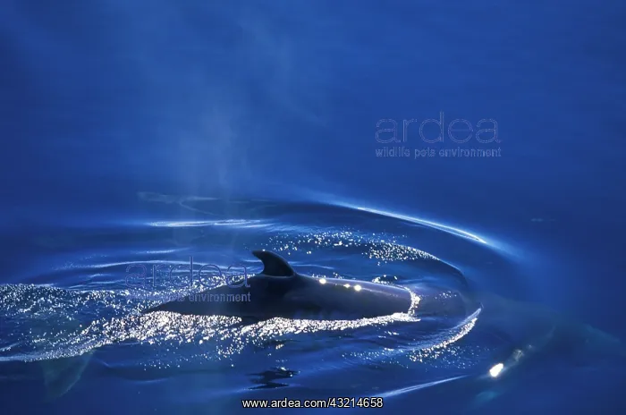 : Antarctica, Lemaire Channel, Aerial view : Antarctica, Lemaire Channel, Aerial view