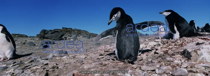 : Antarctica, Livingston Island, Chinstrap : Antarctica, Livingston Island, Chinstrap