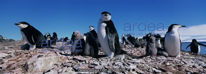 : Antarctica, Livingston Island, Chinstrap : Antarctica, Livingston Island, Chinstrap