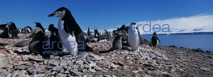 : Antarctica, Livingston Island, Chinstrap : Antarctica, Livingston Island, Chinstrap