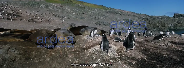: Antarctica, Livingston Island, Gentoo Penguins : Antarctica, Livingston Island, Gentoo Penguins
