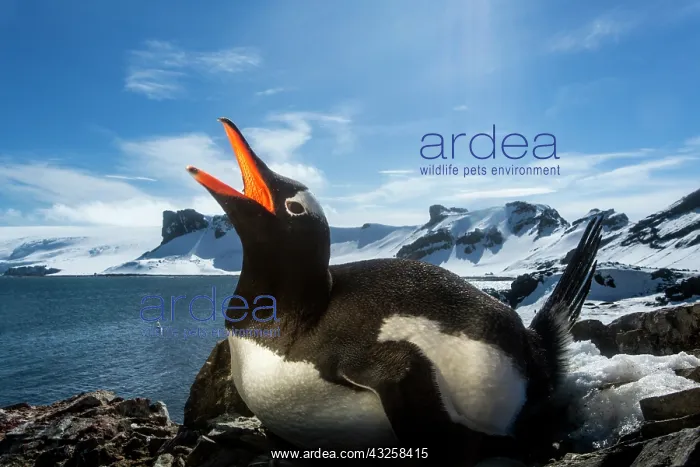 : Antarctica, Livingstone Island, Flash illuminated : Antarctica, Livingstone Island, Flash illuminated