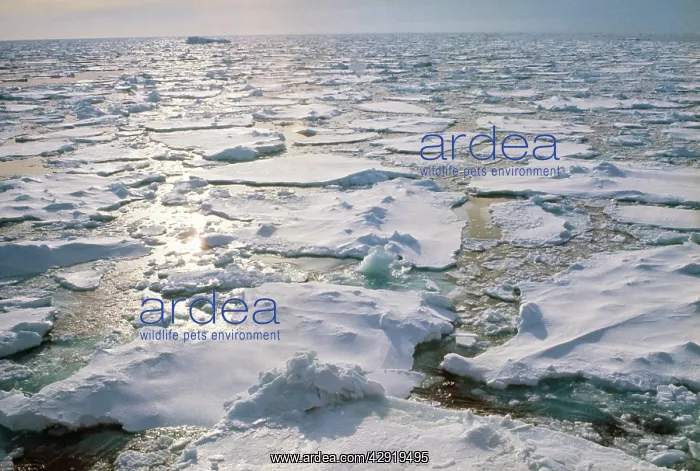  : Antarctica - loose pack ice