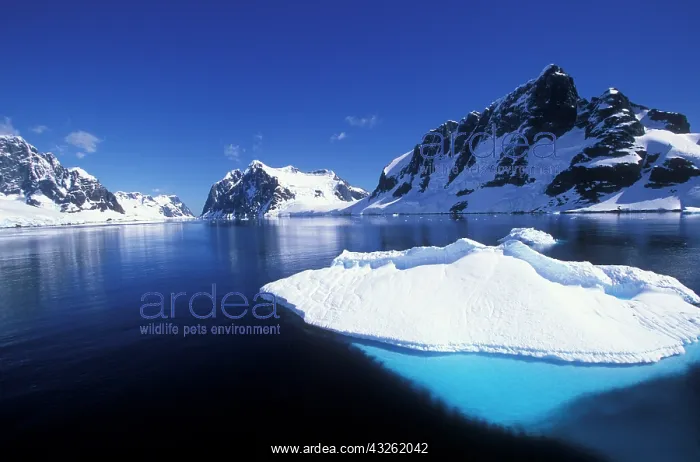 : Antarctica, Morning sun lights iceberg floating : Antarctica, Morning sun lights iceberg floating