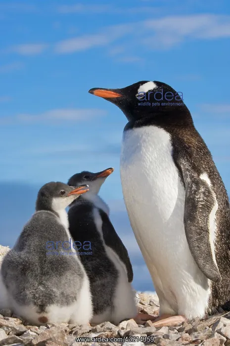 : Antarctica, Neko Cove (Harbour). Gentoo : Antarctica, Neko Cove (Harbour). Gentoo