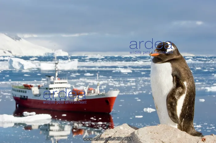  : Antarctica, Neko Cove (Harbour). Gentoo