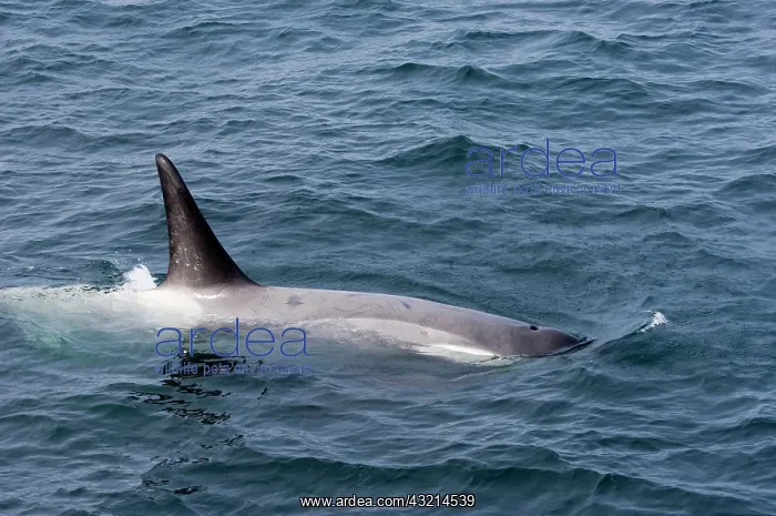  : Antarctica. Orca whales Antarctica