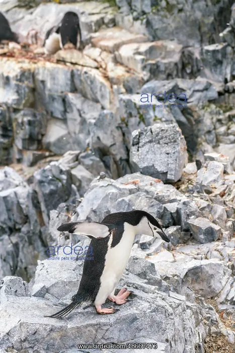 : Antarctica, Orne Harbour. Chinstrap penguin on rocky ledge : Antarctica, Orne Harbour. Chinstrap penguin on rocky ledge