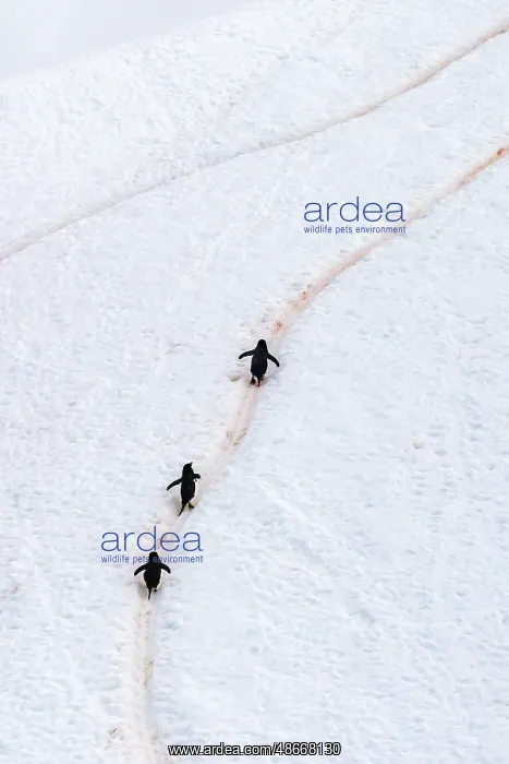 : Antarctica, Orne Harbour. Chinstrap penguins walking up : Antarctica, Orne Harbour. Chinstrap penguins walking up
