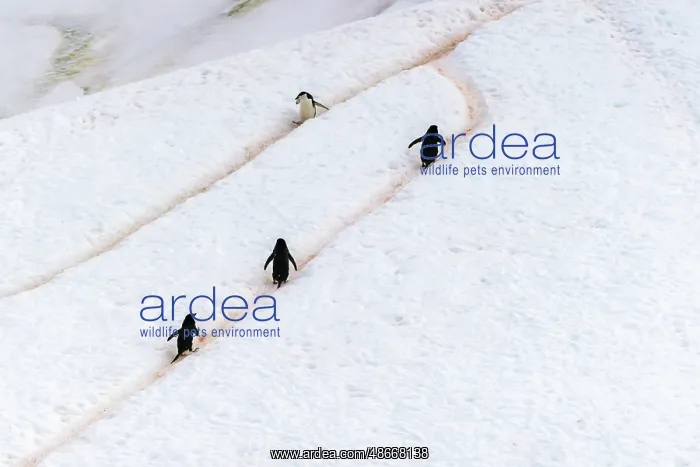 : Antarctica, Orne Harbour. Chinstrap penguins walking on : Antarctica, Orne Harbour. Chinstrap penguins walking on