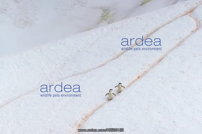 : Antarctica, Orne Harbour. Chinstrap penguins walking on : Antarctica, Orne Harbour. Chinstrap penguins walking on
