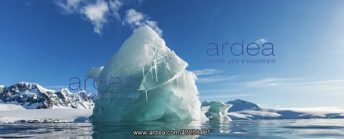 : Antarctica, Panoramic view of melting iceberg : Antarctica, Panoramic view of melting iceberg
