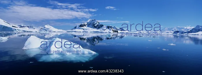 : Antarctica, Paradise Bay, Glacier-covered : Antarctica, Paradise Bay, Glacier-covered