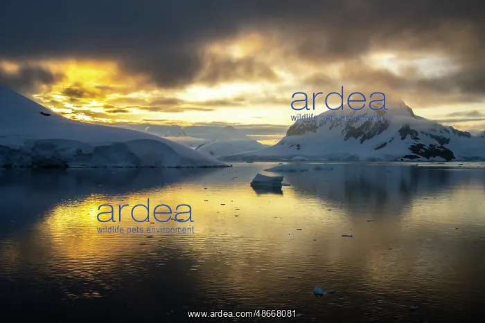 : Antarctica, Paradise Bay. Mountain reflections at sunset : Antarctica, Paradise Bay. Mountain reflections at sunset