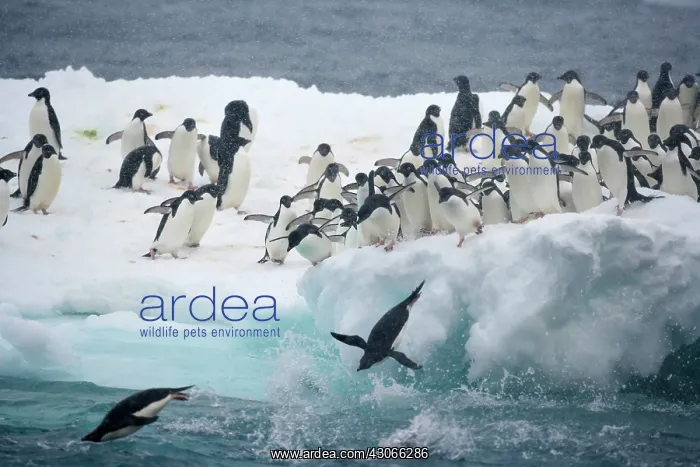 : Antarctica, Paulet Island. Adelie penguins : Antarctica, Paulet Island. Adelie penguins