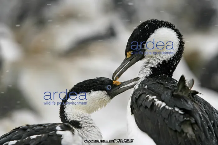 : Antarctica, Paulet Island. Blue-eyed shag : Antarctica, Paulet Island. Blue-eyed shag
