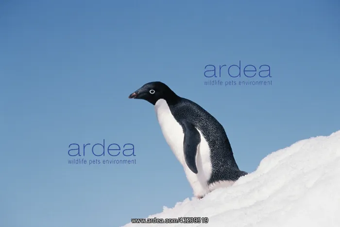 : Antarctica, Peninsula, Adelie Penguin standing : Antarctica, Peninsula, Adelie Penguin standing