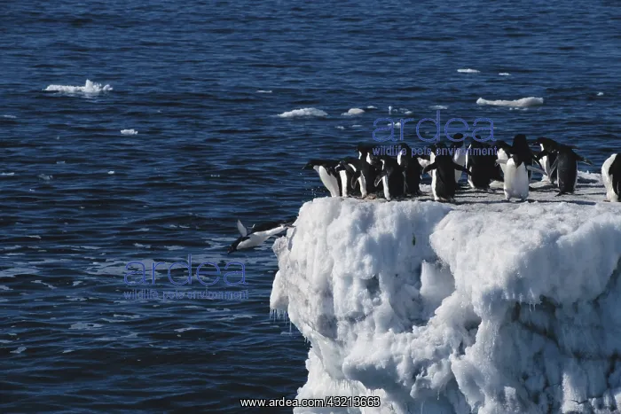 : Antarctica, Peninsula, Adelie Penguin standing : Antarctica, Peninsula, Adelie Penguin standing