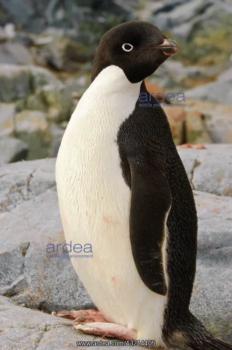 : Antarctica, Petermann Island. Adelie penguin : Antarctica, Petermann Island. Adelie penguin