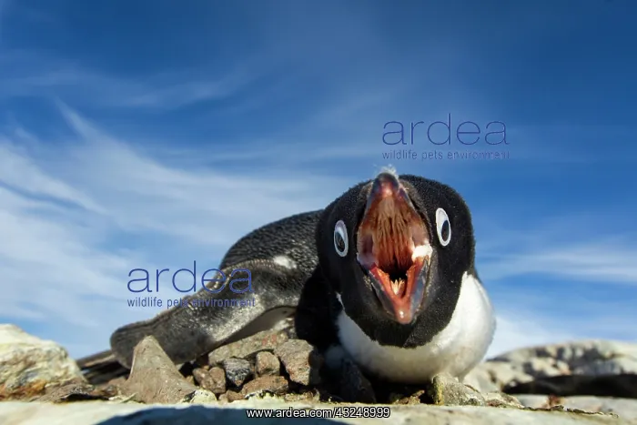 : Antarctica, Petermann Island, Adelie Penguin : Antarctica, Petermann Island, Adelie Penguin