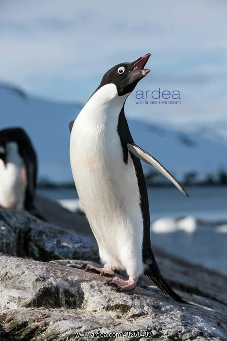  : Antarctica, Petermann Island, Adelie Penguin