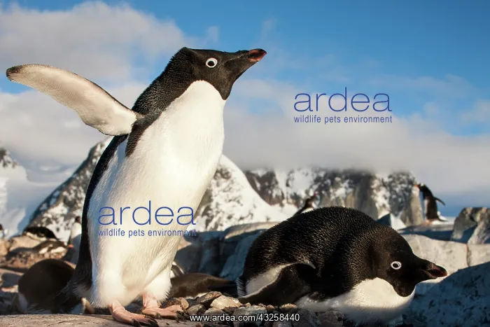 : Antarctica, Petermann Island, Adelie Penguin : Antarctica, Petermann Island, Adelie Penguin