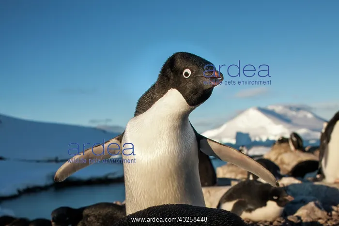 : Antarctica, Petermann Island, Adelie Penguin : Antarctica, Petermann Island, Adelie Penguin