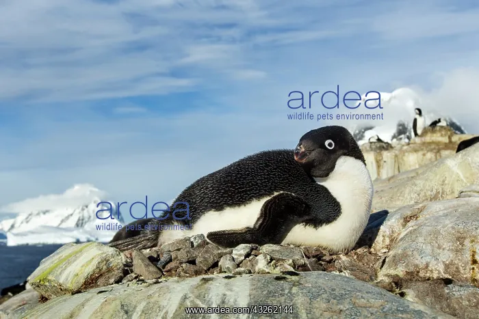  : Antarctica, Petermann Island, Adelie Penguin