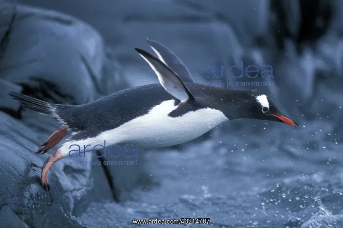 : Antarctica, Petermann Island, Adelie Penguins : Antarctica, Petermann Island, Adelie Penguins