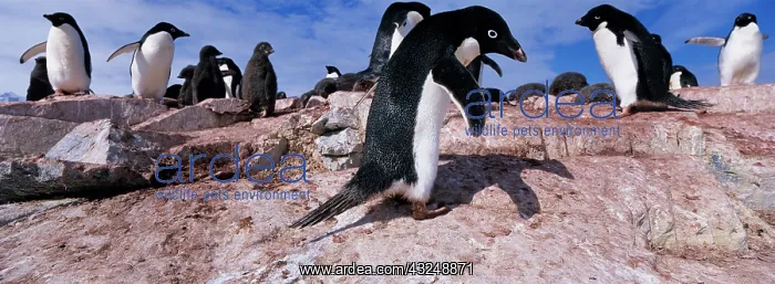 : Antarctica, Petermann Island, Adelie Penguins : Antarctica, Petermann Island, Adelie Penguins