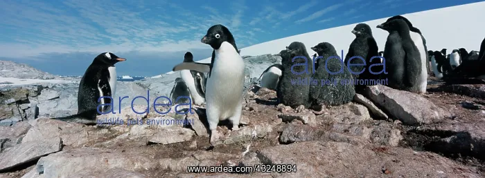 : Antarctica, Petermann Island, Adelie Penguins : Antarctica, Petermann Island, Adelie Penguins