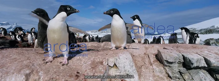 : Antarctica, Petermann Island, Adelie Penguins : Antarctica, Petermann Island, Adelie Penguins