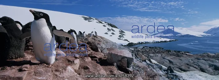 : Antarctica, Petermann Island, Adelie Penguins : Antarctica, Petermann Island, Adelie Penguins