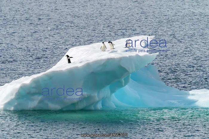 : Antarctica, Petermann Island. Adelie penguins on iceberg : Antarctica, Petermann Island. Adelie penguins on iceberg