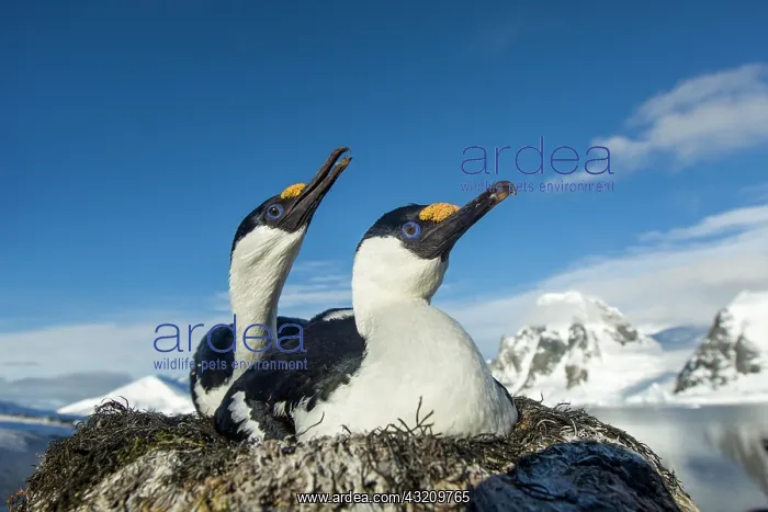 : Antarctica, Petermann Island, Blue-eyed : Antarctica, Petermann Island, Blue-eyed