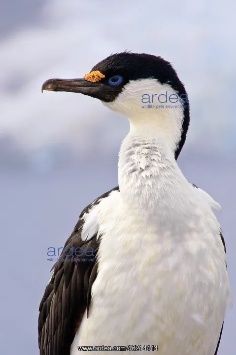 : Antarctica, Petermann Island. Blue-eyed : Antarctica, Petermann Island. Blue-eyed