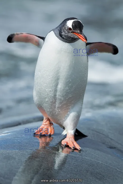 : Antarctica, Petermann Island, Gentoo Penguin : Antarctica, Petermann Island, Gentoo Penguin