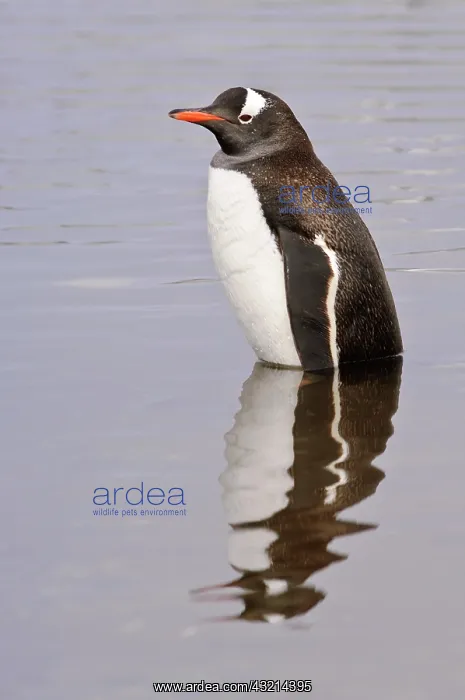 : Antarctica, Petermann Island. Gentoo penguin : Antarctica, Petermann Island. Gentoo penguin