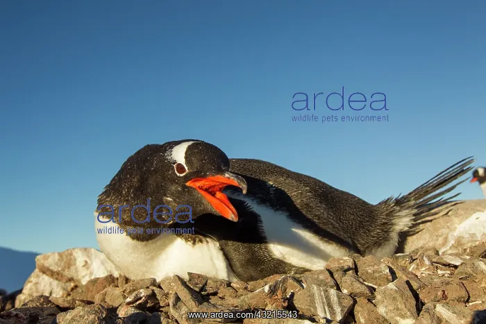 : Antarctica, Petermann Island, Gentoo Penguin : Antarctica, Petermann Island, Gentoo Penguin