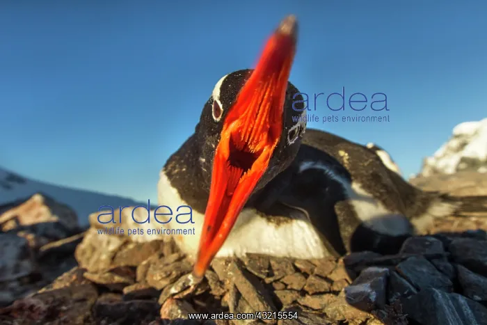 : Antarctica, Petermann Island, Gentoo Penguin : Antarctica, Petermann Island, Gentoo Penguin