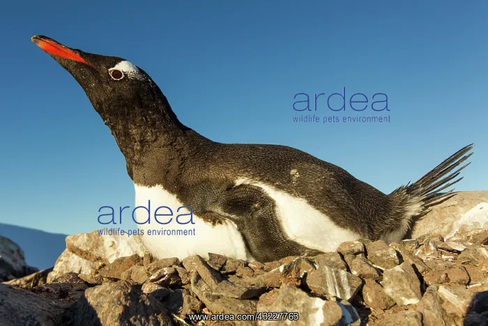 : Antarctica, Petermann Island, Gentoo Penguin : Antarctica, Petermann Island, Gentoo Penguin