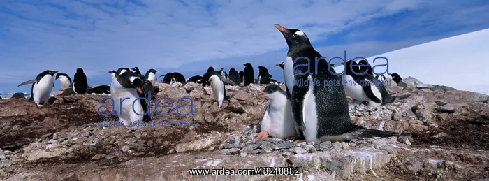 : Antarctica, Petermann Island, Gentoo Penguin : Antarctica, Petermann Island, Gentoo Penguin